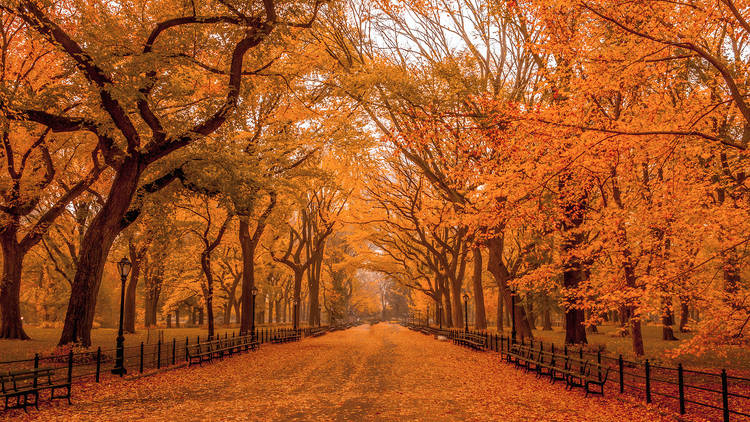 NY Fall Foliage 2023